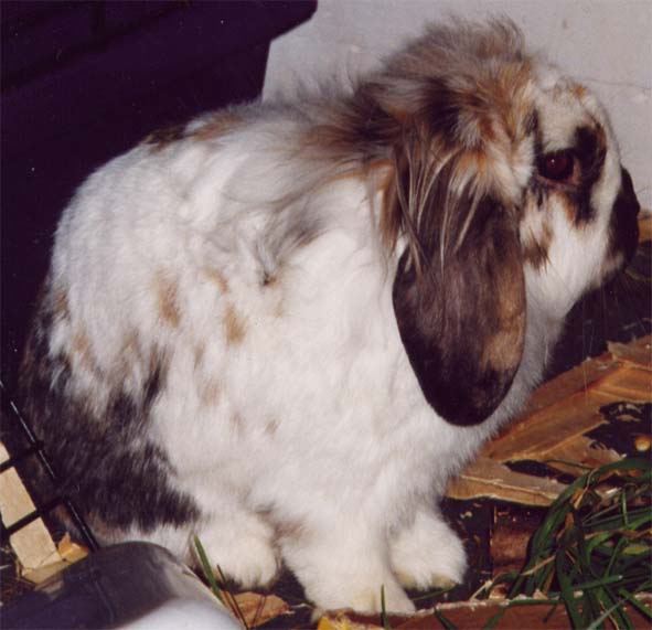 Chico